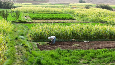 The partnership will strengthen the links between farmers in more 60 countries supplying global markets that are part of the CFA and the global retailers enlisted in the TSC